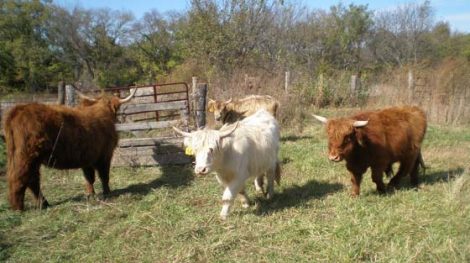 Cattle from the Highlands Image